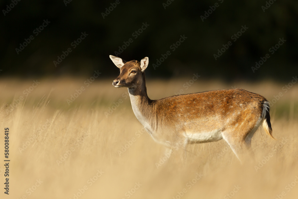 Close up of a red deer hind in autumn Close up of a red deer hind in autumn