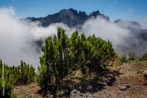 Madeira nature with cloudy fog and green tropical plants on the hill slopes.