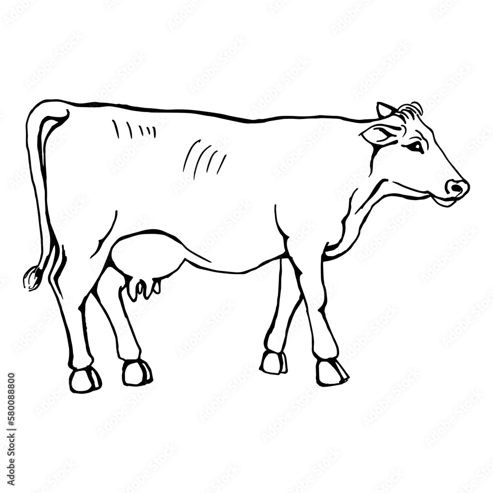 Cow on the side. Drawing with black lines, marker. Vector illustration