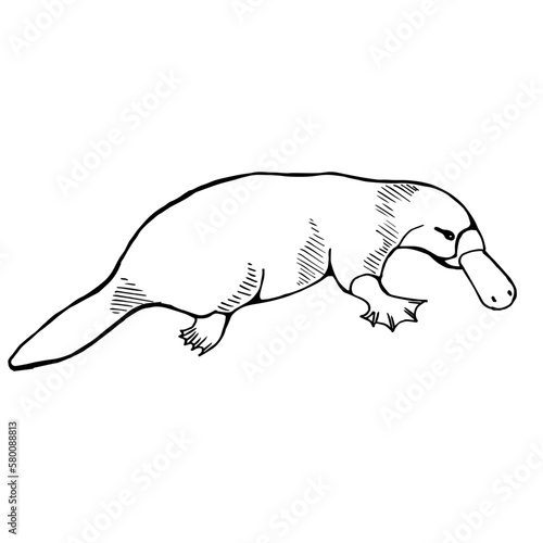 Platypus on the side. Drawing with black lines, marker, line art. Vector illustration