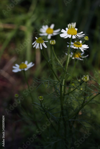  Closeup of white-yellow flower Chamomile - Matricaria chamomilla growing in a garden, Lithuania 