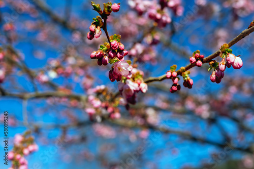 a branch of a fruit tree blooming with pink flowers against the background of other blurred branches and a blue sky as a symbol of spring