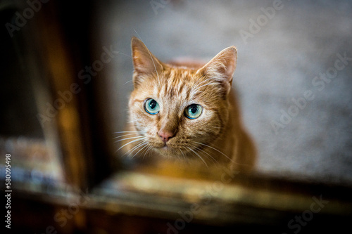 portrait of a cat looking out of the window.