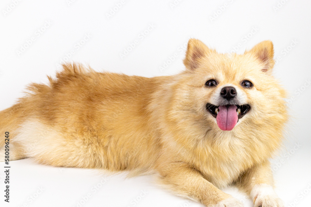 Pomeranian dog lying on white background. Isolated with clipping path
