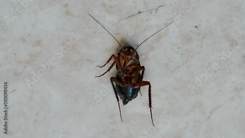 cockroach under insecticide after kitchen floor disinfection, brown danger insect closeup,  pest control, sanitary hygiene diversity