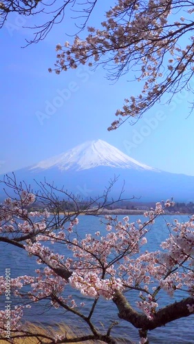 河口湖から見る富士山と満開の桜の縦動画