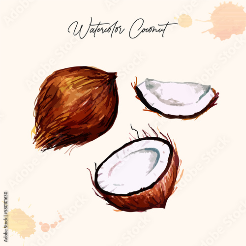 Illustration watercolor coconut vector elements
