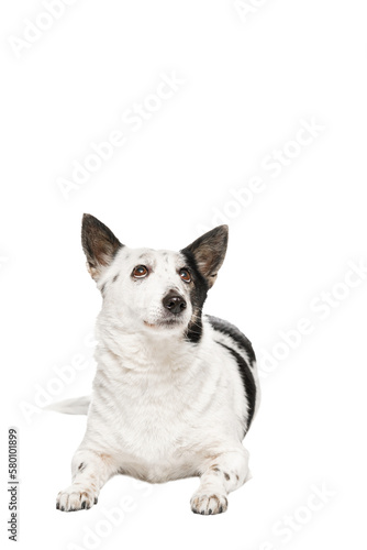 Black-white dog looks up, on a white background isolate.