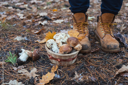 A man stands with basket of edible porcini mushrooms on the background of the forest, seasonal mushroom picking