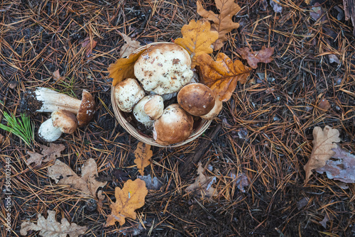 Basket of mushrooms in autumn forest. Selective focus.