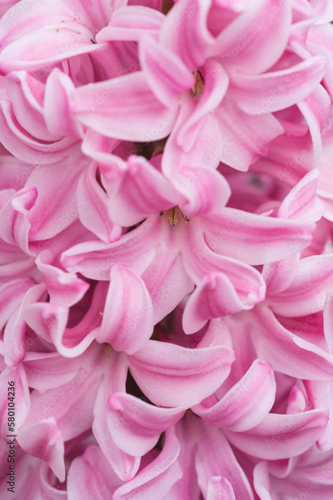 Closeup pink flowers of hyacinth