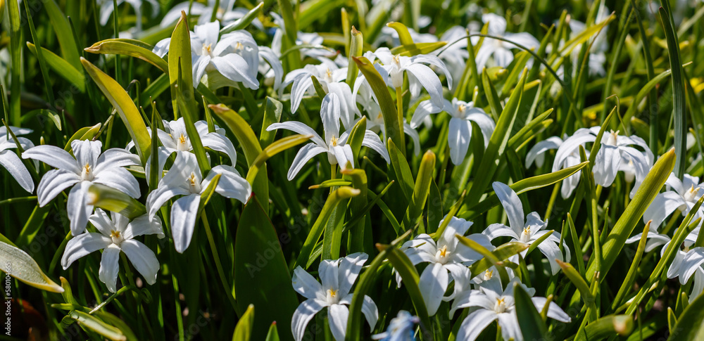 Obraz premium Scilla luciliae, sort alba is a perennial bulbous plant; species of the genus Scilla ( Scilla )