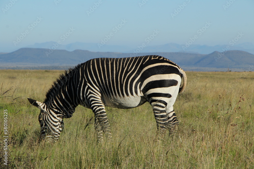 Endangered Cape Mountain Zebra in the Mountain Zebra National Park, eastern Cape, South Africa Endangered Cape Mountain Zebra in the Mountain Zebra National Park, eastern Cape, South Africa