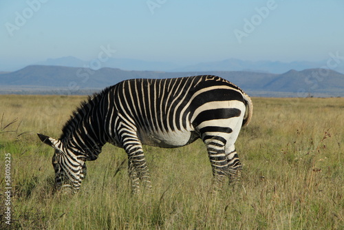 Endangered Cape Mountain Zebra in the Mountain Zebra National Park  eastern Cape  South Africa