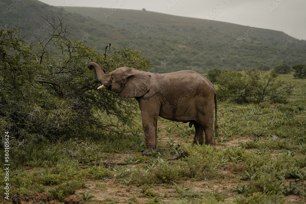 Fototapeta premium Elefante salvaje comiendo de un árbol en un safari en sudáfrica