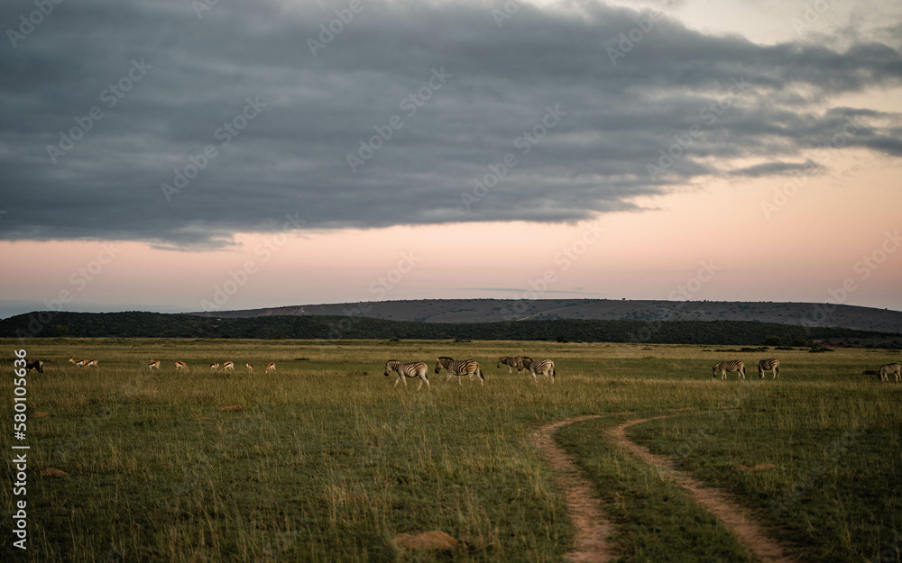 Zebras salvajes descansando en la sabana en Sudáfrica