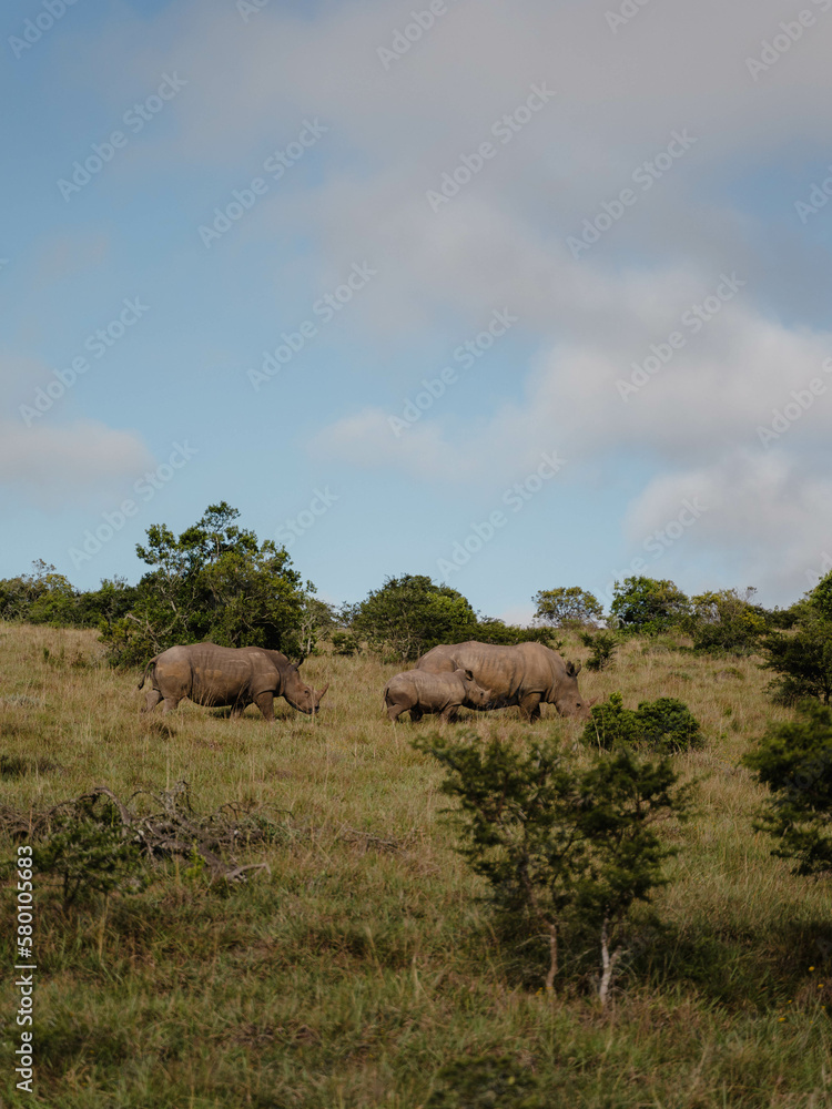 Naklejka premium Grupo de rinocerontes salvajes caminando en un safari en sudáfrica
