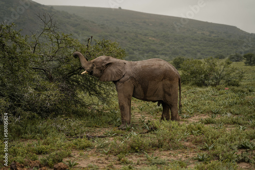 Elefante salvaje comiendo de un   rbol en un safari en sud  frica