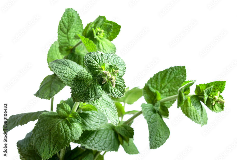 Mint isolated on a white background. Mint isolated on a white background.