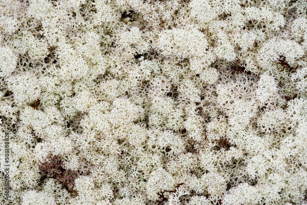 Reindeer moss in the forest. Yagel is a northern plant. Yagel Lichens that the reindeer eat. The texture of lichens of yagel Reindeer moss in the forest. Yagel is a northern plant. Yagel Lichens that the reindeer eat. The texture of lichens of yagel