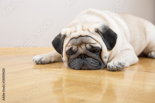 Fotografie Beige dog pug sadly lies on a wooden floor
