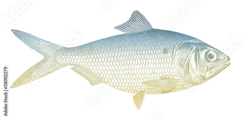 Alewife alosa pseudoharengus, food fish from North America