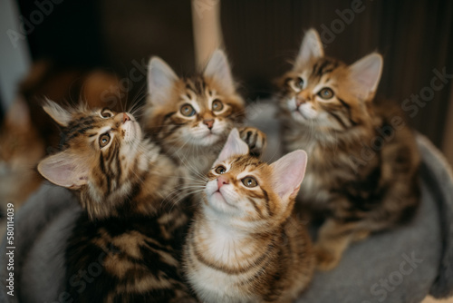 Kittens of the striped Kuril bobtail play on scratching posts for the cat. © Anna