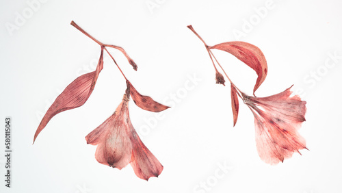 Dried and pressed flowers and leaves of Alstroemeria, commonly called the Peruvian lily or lily of the Incas, isolated on white background. For use in scrapbooking, floristry or herbarium..