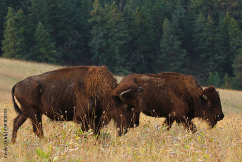 American Bison at the National Bison Range in Montana