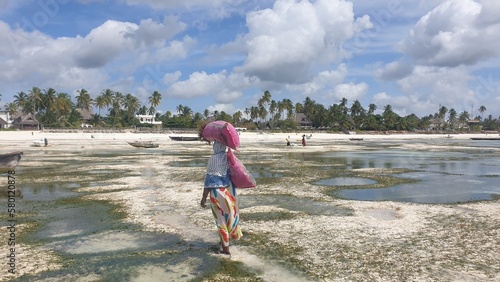 A woman collecting seaweed on seaweed plantation in Zanzibar photo