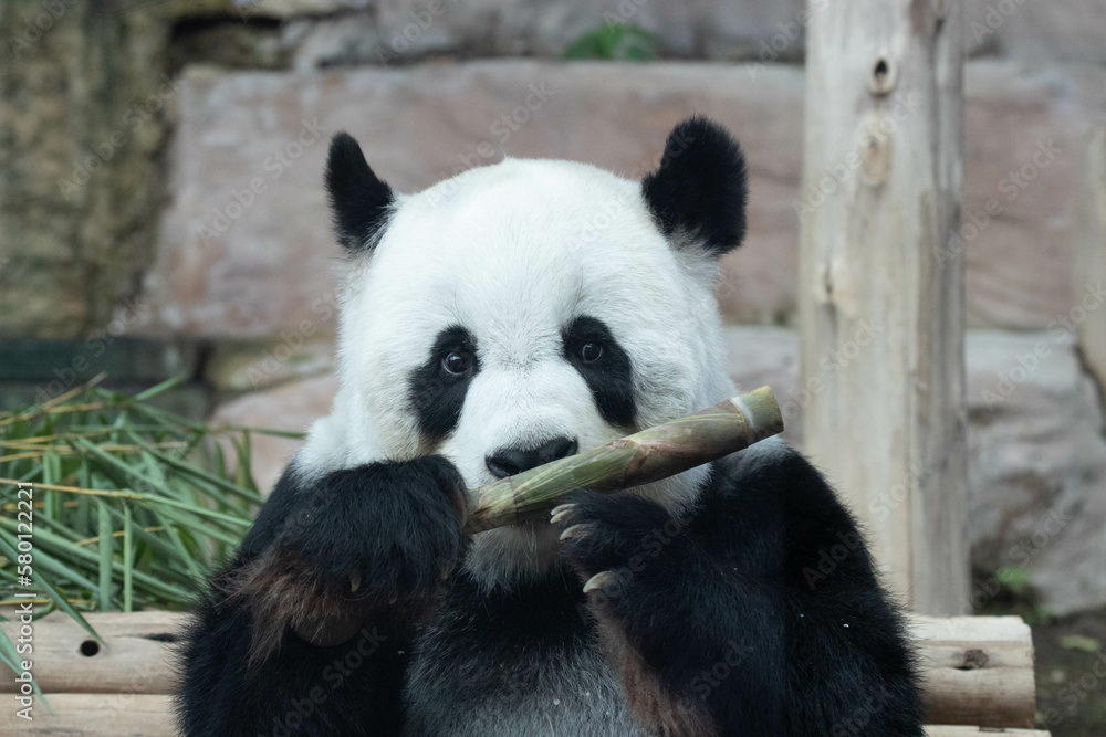 Obraz premium Female Panda in Thailand, Lin Hui