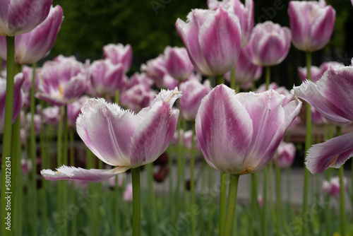 plenty of pink terry tulips on a flower bed in a sunny spring garden with a blurred background