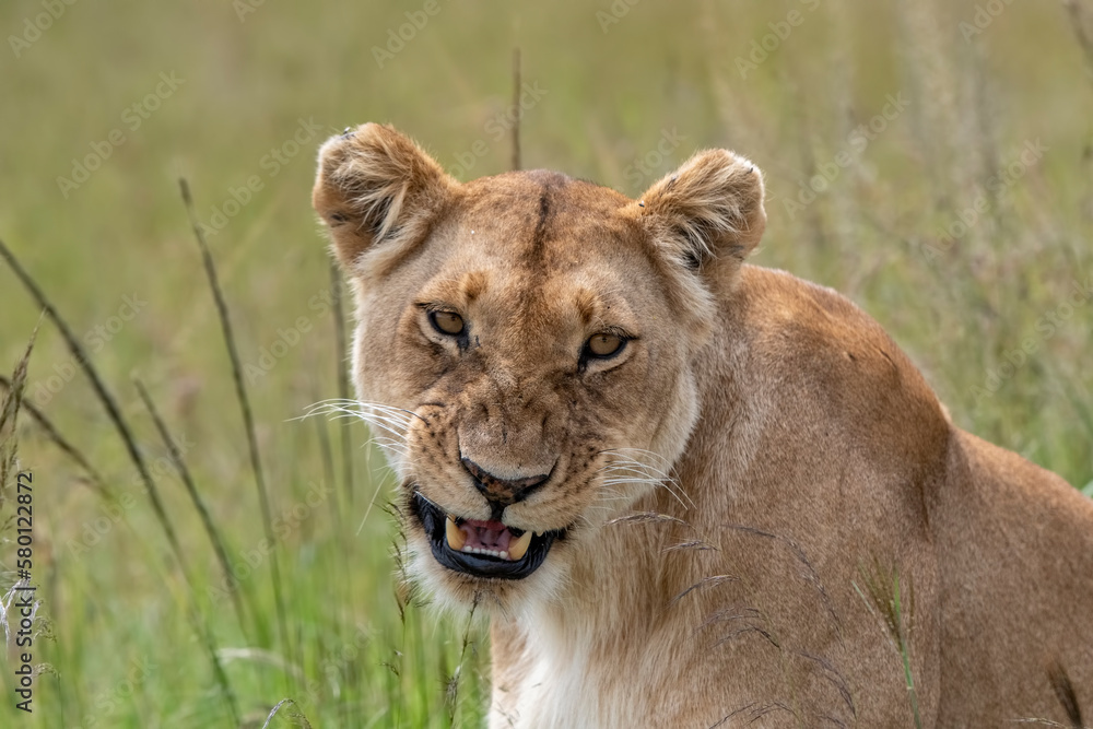 Portrait of a lioness in the Masai Mara, Kenya Portrait of a lioness in the Masai Mara, Kenya