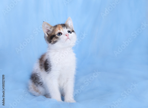 Close up portrait of a cute Kitten. Tiny Kitten on a light blue background. Baby cat. Animal background. Tabby. Pets. Baby Kitten posing at camera. Pet care concept. Copy space. Dift. Postcard