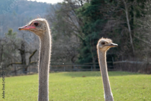 Ostrichs . Strauße   photo