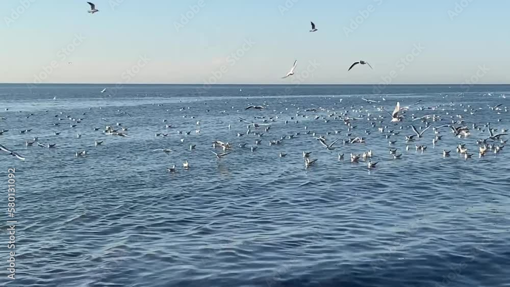 Seagulls fly over the sea. Pebbles on the beach on the Black Sea coast with seabirds on a sunny summer day. Georgia, Batumi. Seagulls fly over the sea. Pebbles on the beach on the Black Sea coast with seabirds on a sunny summer day. Georgia, Batumi.