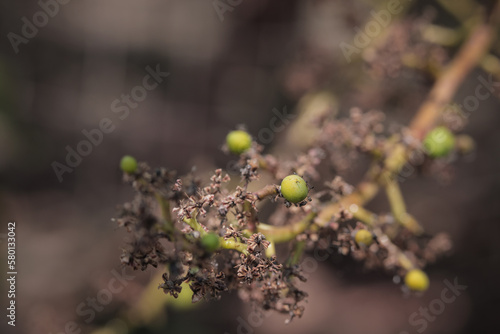 Mango tree flower.this photo was taken from bangladesh.