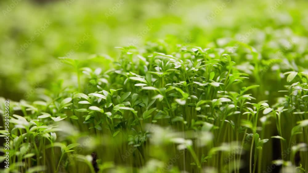 Agriculture Growing Plants Time Lapse Spring Green Sprout Germination Seed Epic Summer Inspiration Life Young Sprout Soil Cress Salad Organic Food Garden Greenhouse Vegetable Agriculture Growing Plants Time Lapse Spring Green Sprout Germination Seed Epic Summer Inspiration Life Young Sprout Soil Cress Salad Organic Food Garden Greenhouse Vegetable