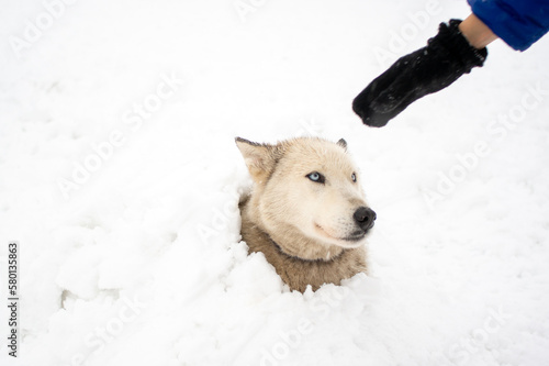 husky dog petting covered in snow