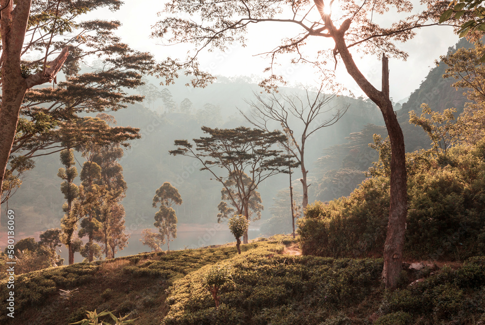 Obraz premium Tea plantation