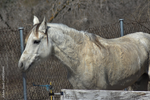 White horse standing in ranch