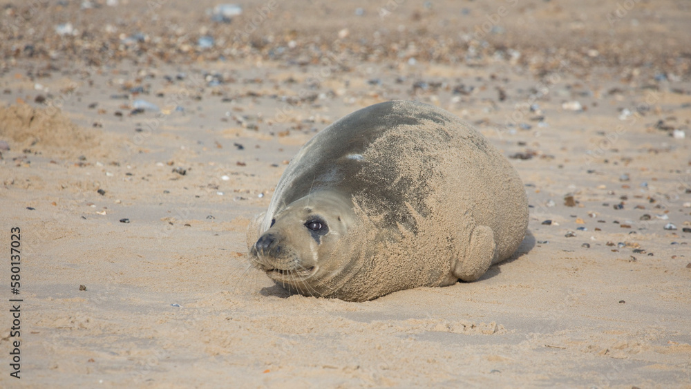 Grey Seal at Hosey Gap, Norfolk Grey Seal at Hosey Gap, Norfolk