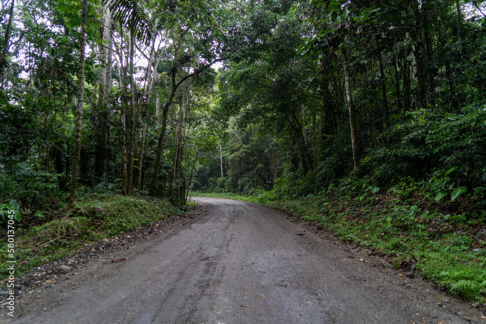 Forest, roads and nature of the Ecuadorian jungle Forest, roads and nature of the Ecuadorian jungle