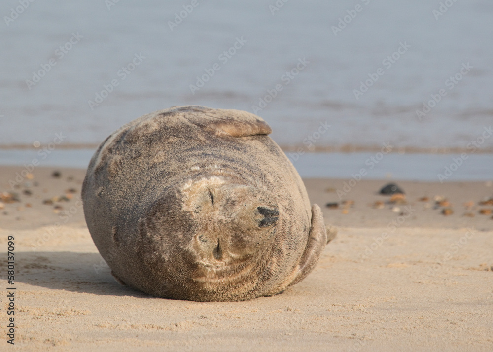 Grey Seal at Hosey Gap, Norfolk