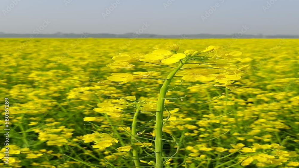 Yellow blooming canola field. A close-up view of a mustard field Yellow blooming canola field. A close-up view of a mustard field