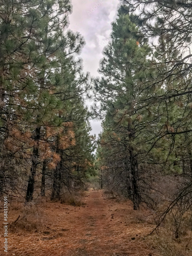 Mount Shasta City Park in Northern California Mount Shasta City Park in Northern California
