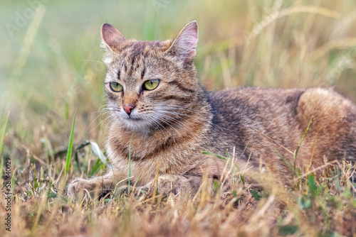 Wallpaper Mural A brown tabby cat lies in the garden among the grass in autumn Torontodigital.ca