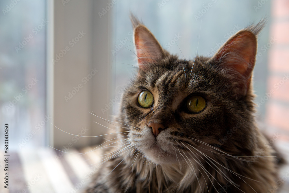 Portrait of a charming Maine Coon cat in front of a window. Pet care.