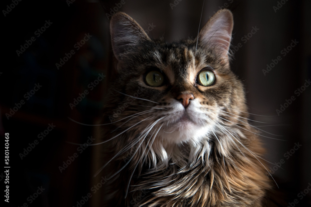 Portrait of a charming Maine Coon cat. Favorite pets.