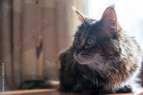 Portrait of a charming Maine Coon cat in front of a window. Pet care.